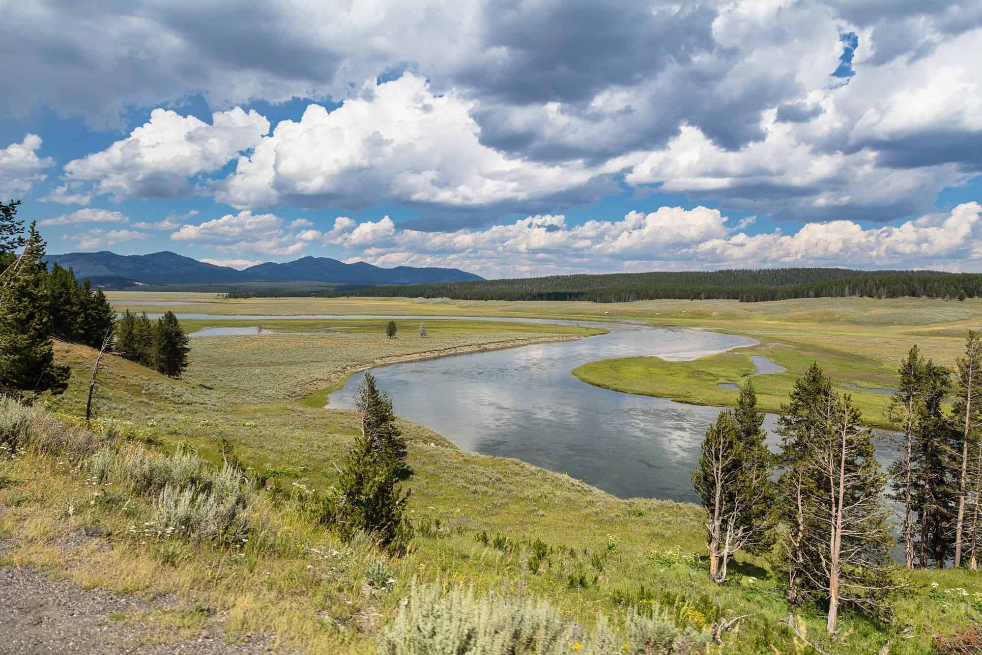 Yellowstone Hayden Valley with bison herd grazing near the Yellowstone River under open sky