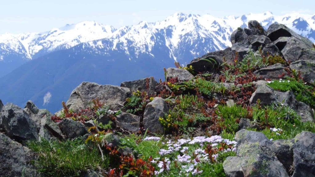 Hurricane Ridge Olympic National Park