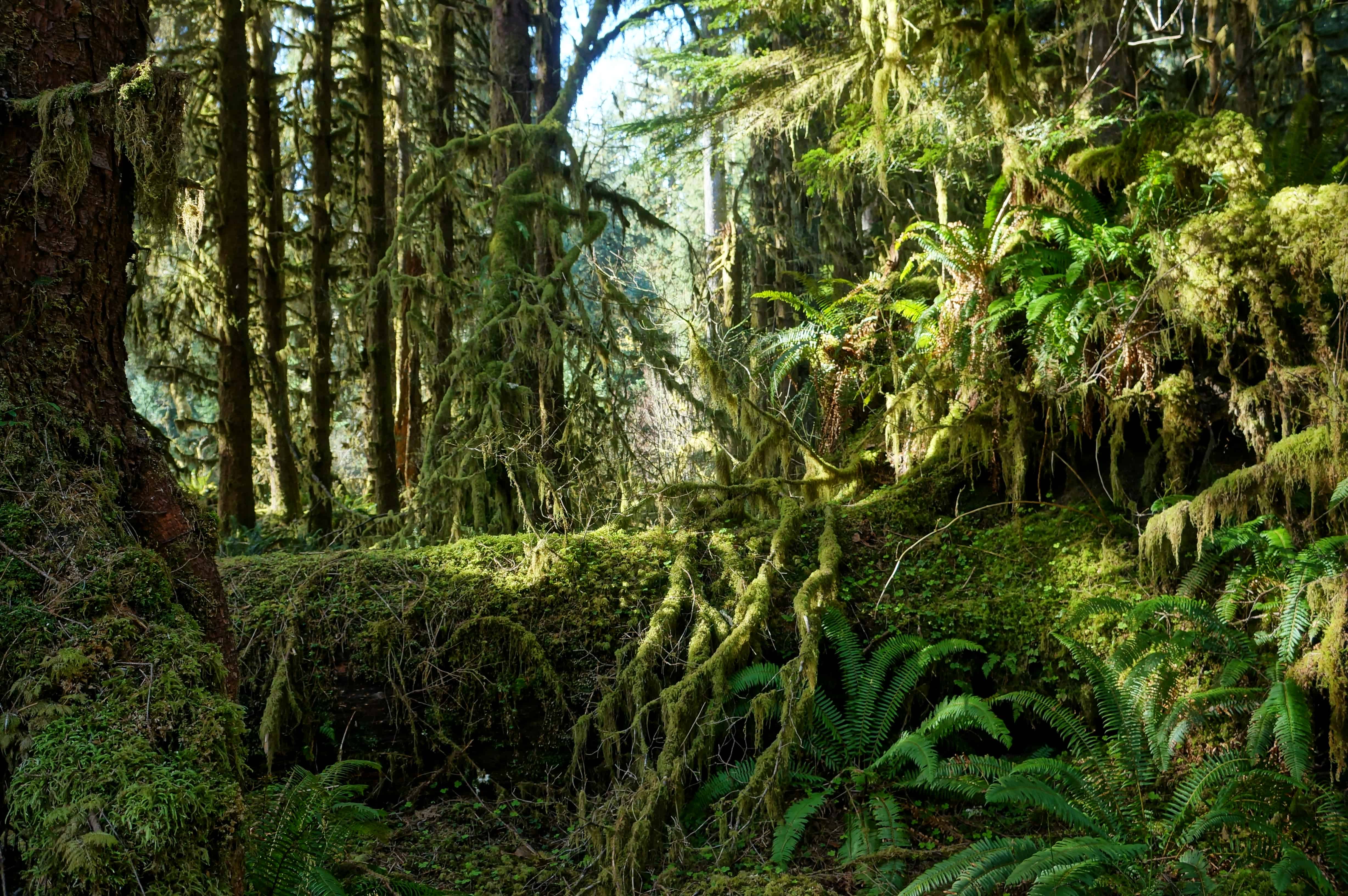 Hoh Rainforest in Olympic National Park