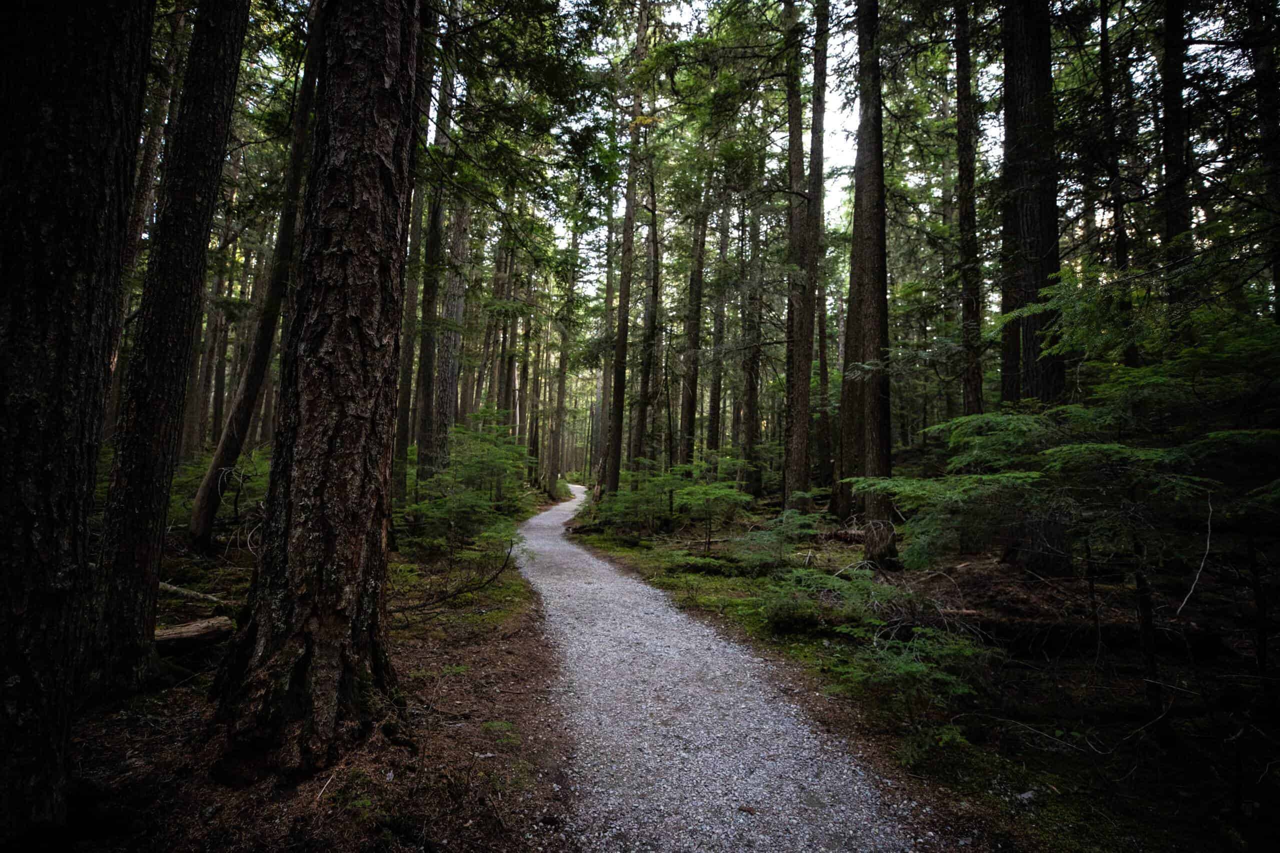 Forested trail through ancient cedar and hemlock trees near Lake McDonald in Glacier National Park