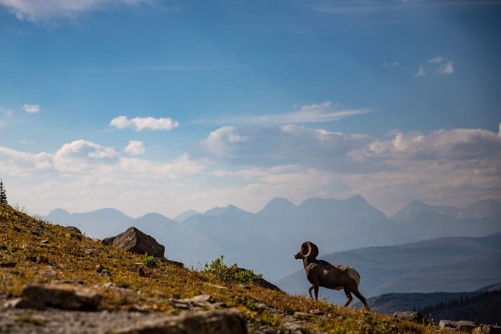 A-Bighorn-Sheep-Ram-Walks-Uphill-with-Mountains-in-the-Background best national parks