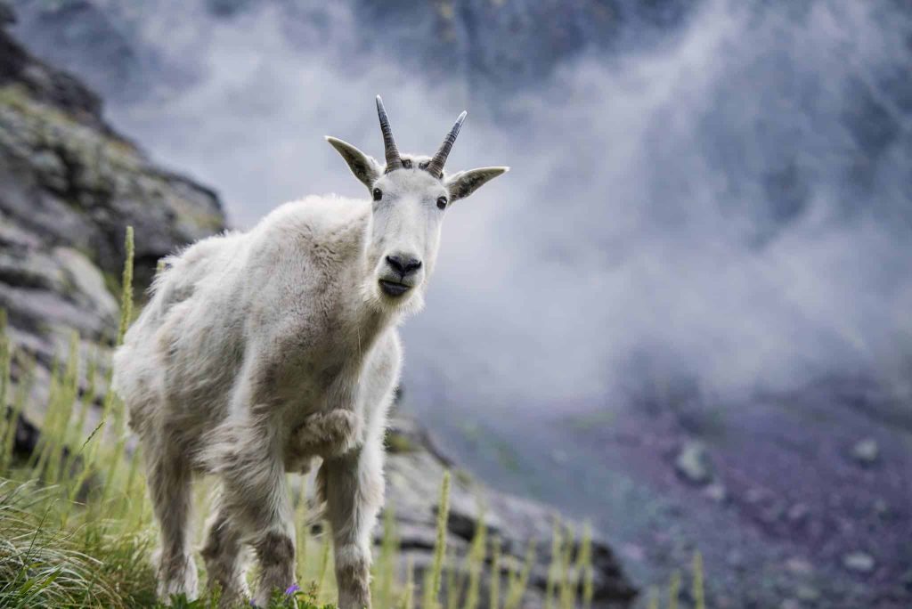 Mountain goat. Best month to visit Glacier National Park 