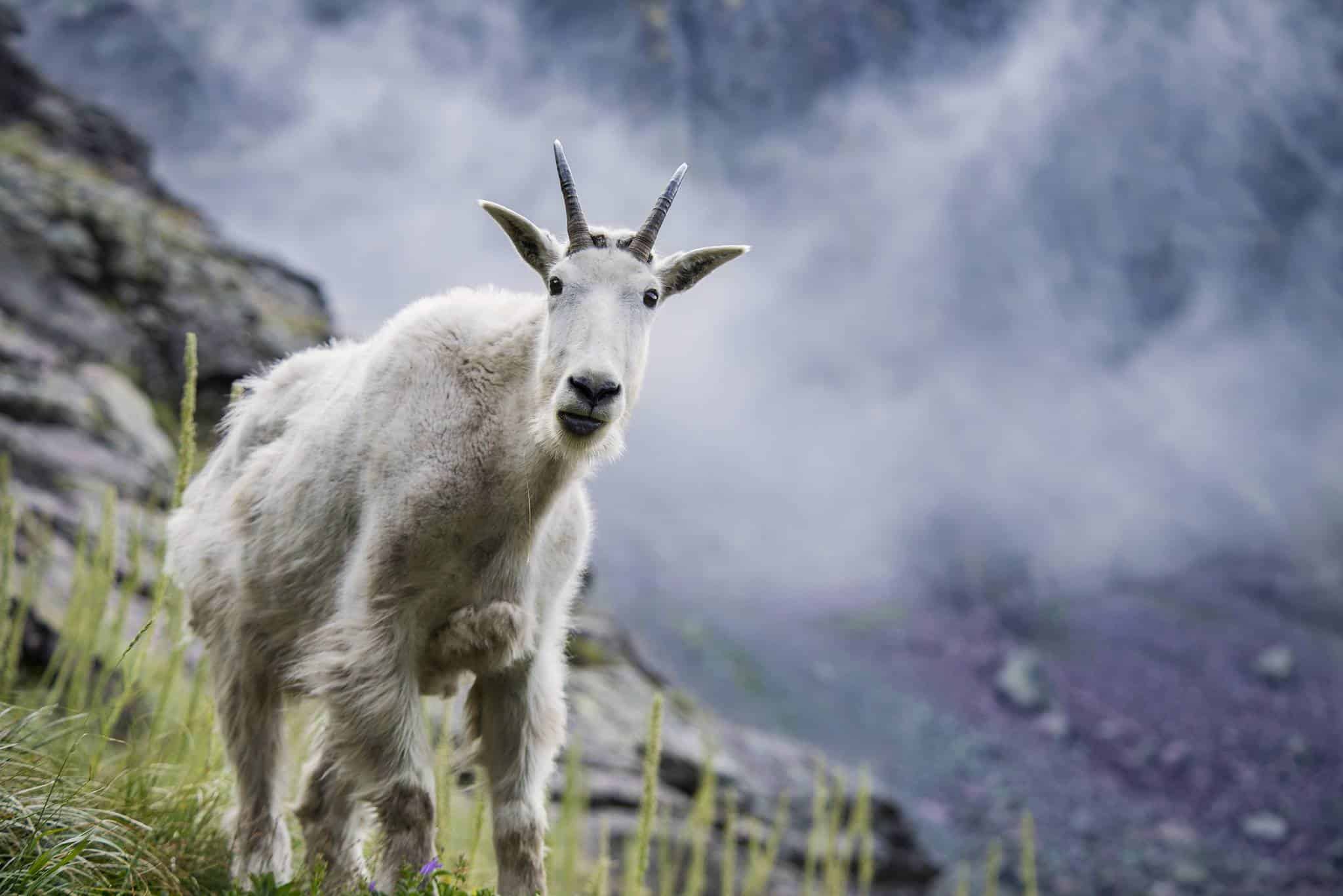Mountain goat on rocky outcrop in Glacier National Park along the Huckleberry Mountain corridor