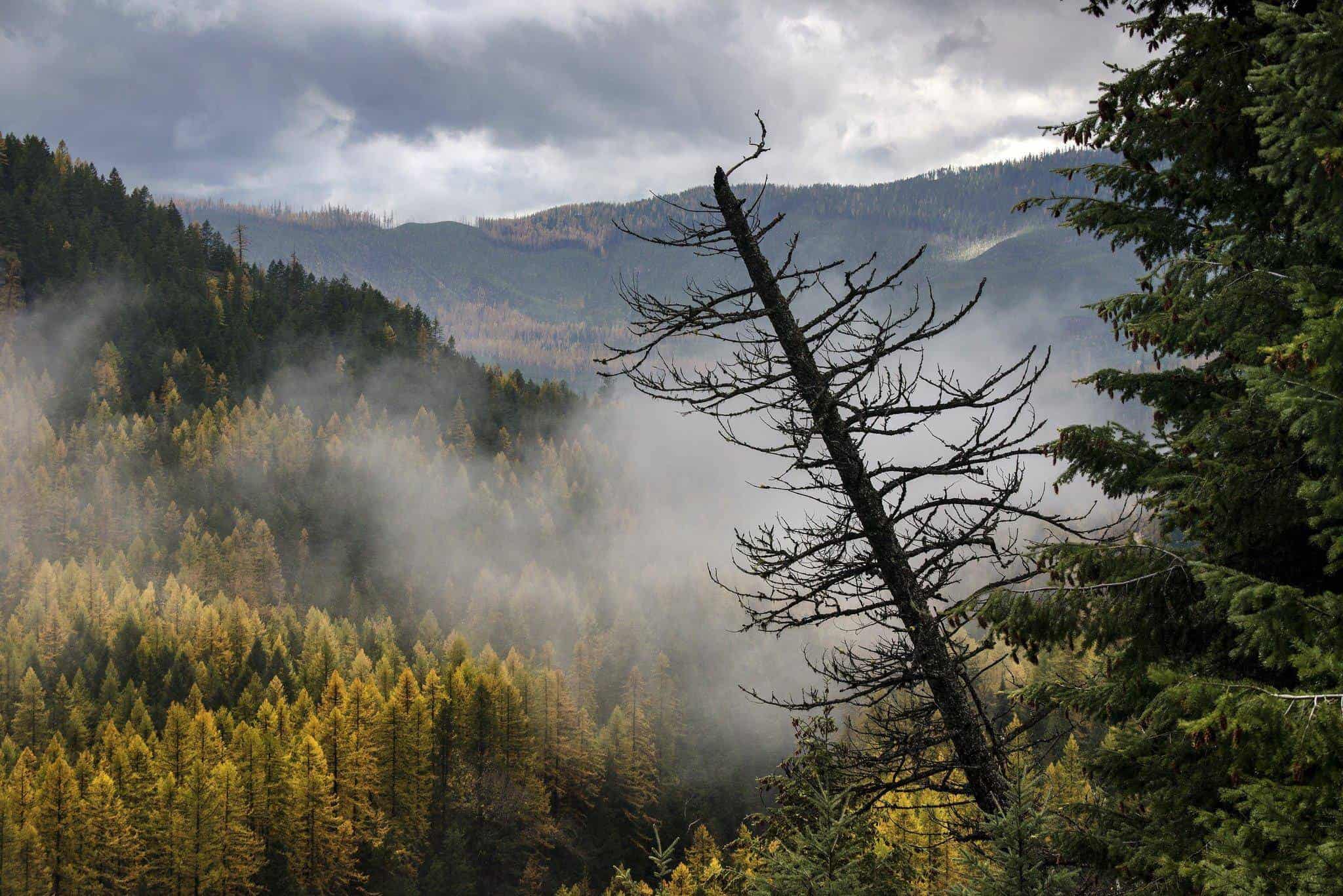 Flathead River in autumn with fall foliage in northwest Montana