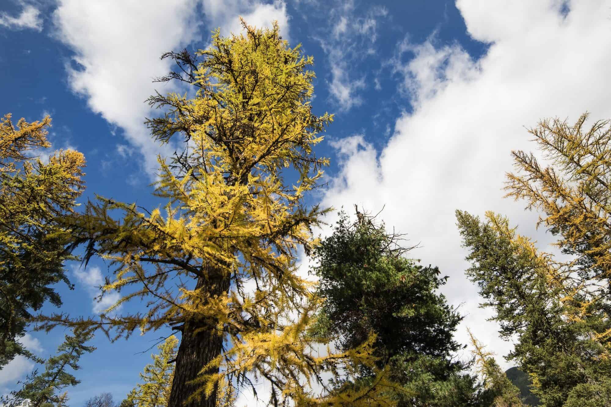 Tall western larch trees with golden fall needles in Glacier National Park forest
