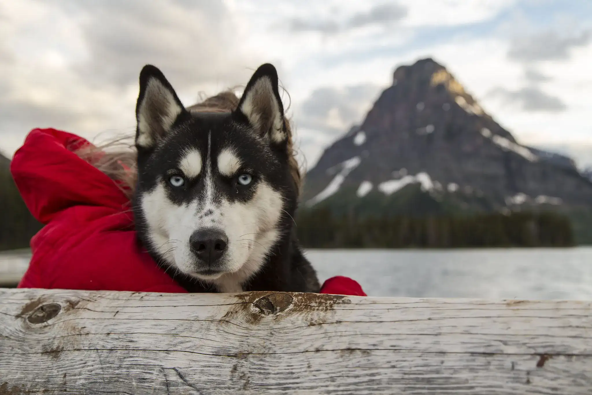 Dog on leash in Glacier National Park near a paved road with mountain peaks visible in the background
