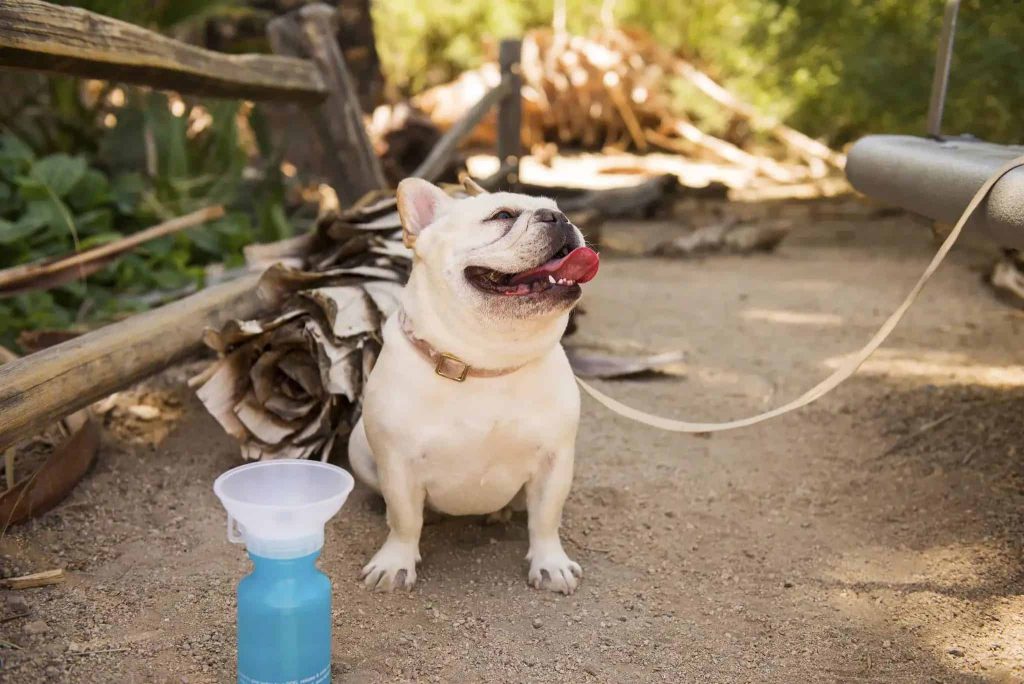 camping french bulldog