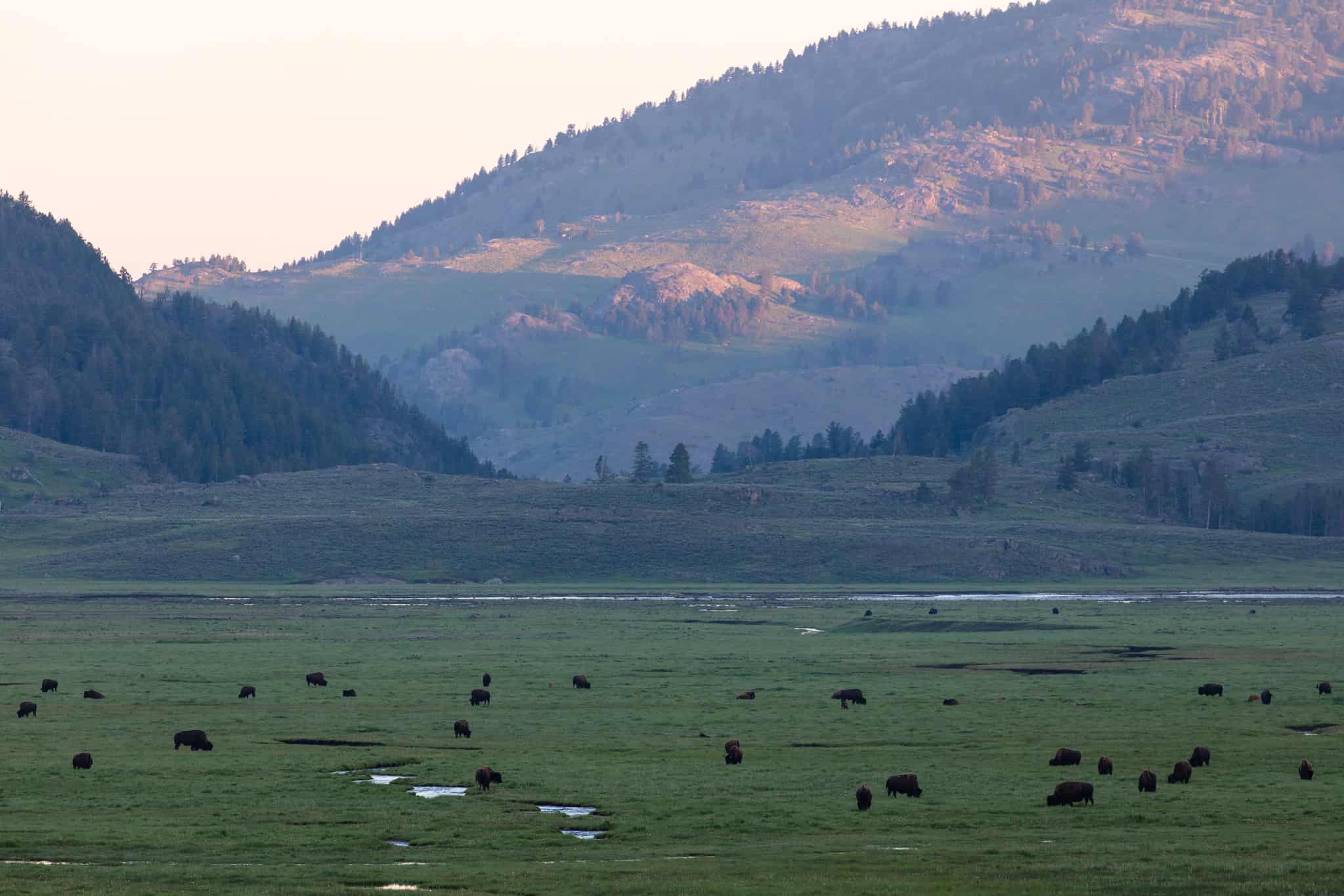 Bison Grazing in Lamar Valley at Sunrise