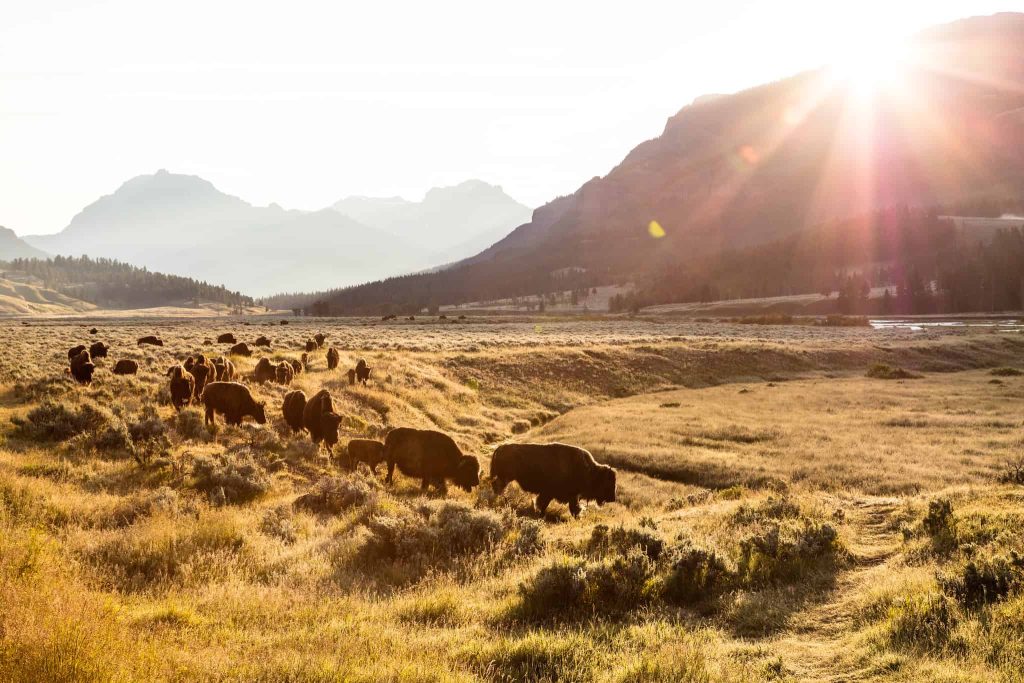 Yellowstone bison roaming around Lamar Valley in the early morning 