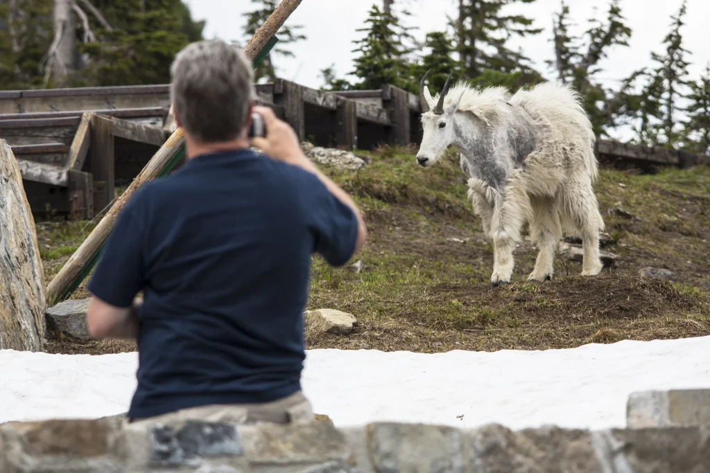 Mountain Goat in Glacier National Park