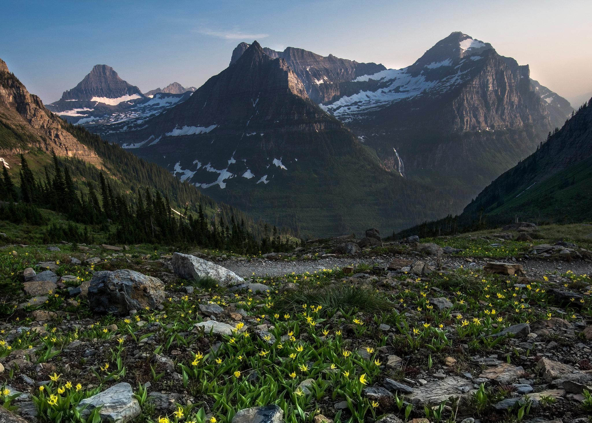Garden Wall overlook in Glacier National Park blooms with yellow glacier lilies across a rocky alpine meadow beneath snow-capped peaks.