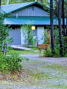 A deer stands on a gravel path beside a gray building with a blue metal roof, surrounded by trees at Glacier National Park.