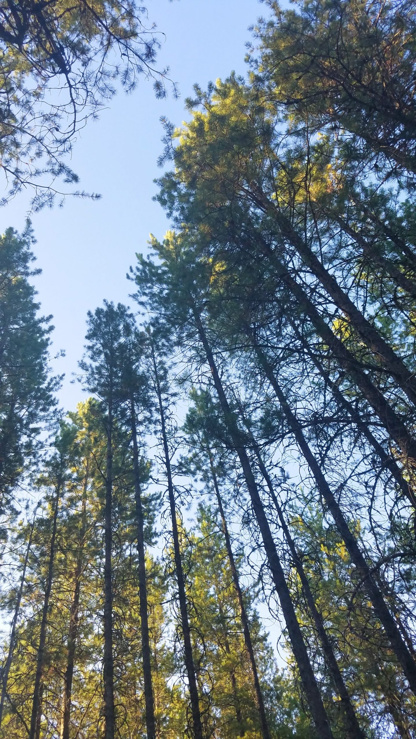 Sundance Campground nestled among tall pines in Glacier National Park, offering shaded campsites and forest views.