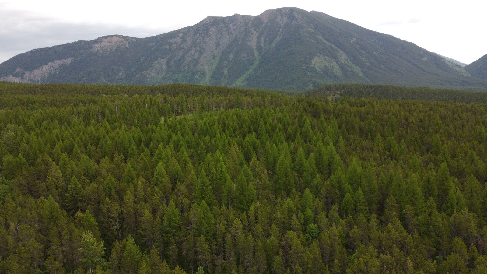 Aerial view over dense evergreen forest with a rugged mountain range in Glacier National Park.