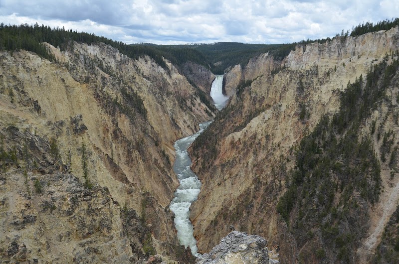 Rugged canyon walls of yellow and brown frame a winding river toward Lower Falls in Yellowstone National Park, with pines along the rim.