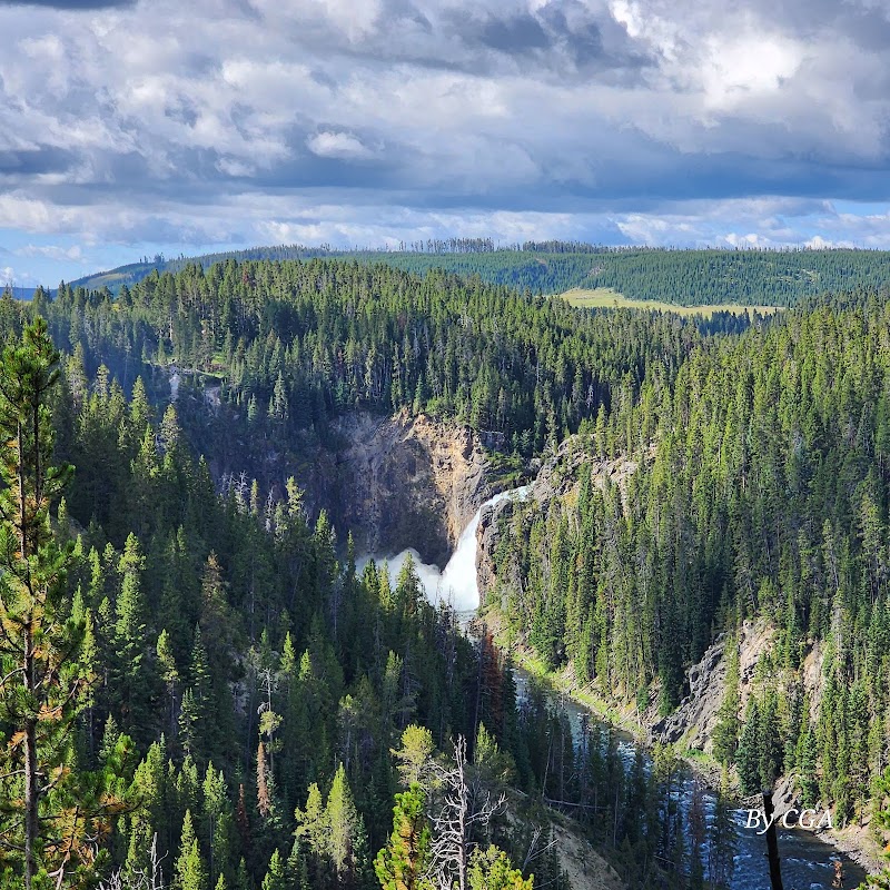 Brink of Lower Falls overlook in Yellowstone National Park, a tall waterfall dropping into a forested canyon with rocky cliffs.
