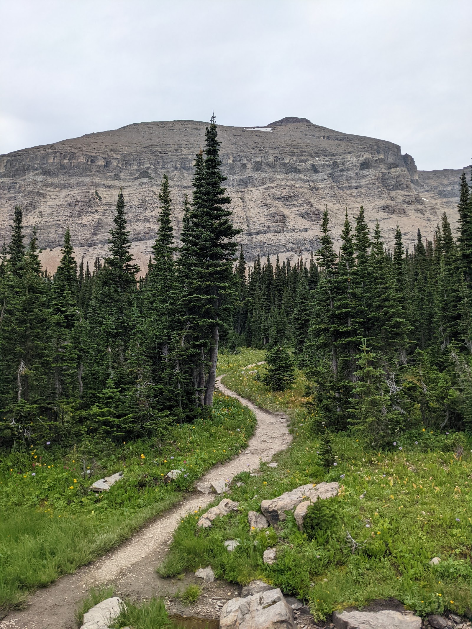 A winding dirt trail through a meadow of wildflowers and pines leads toward Mount Siyeh in Glacier National Park.