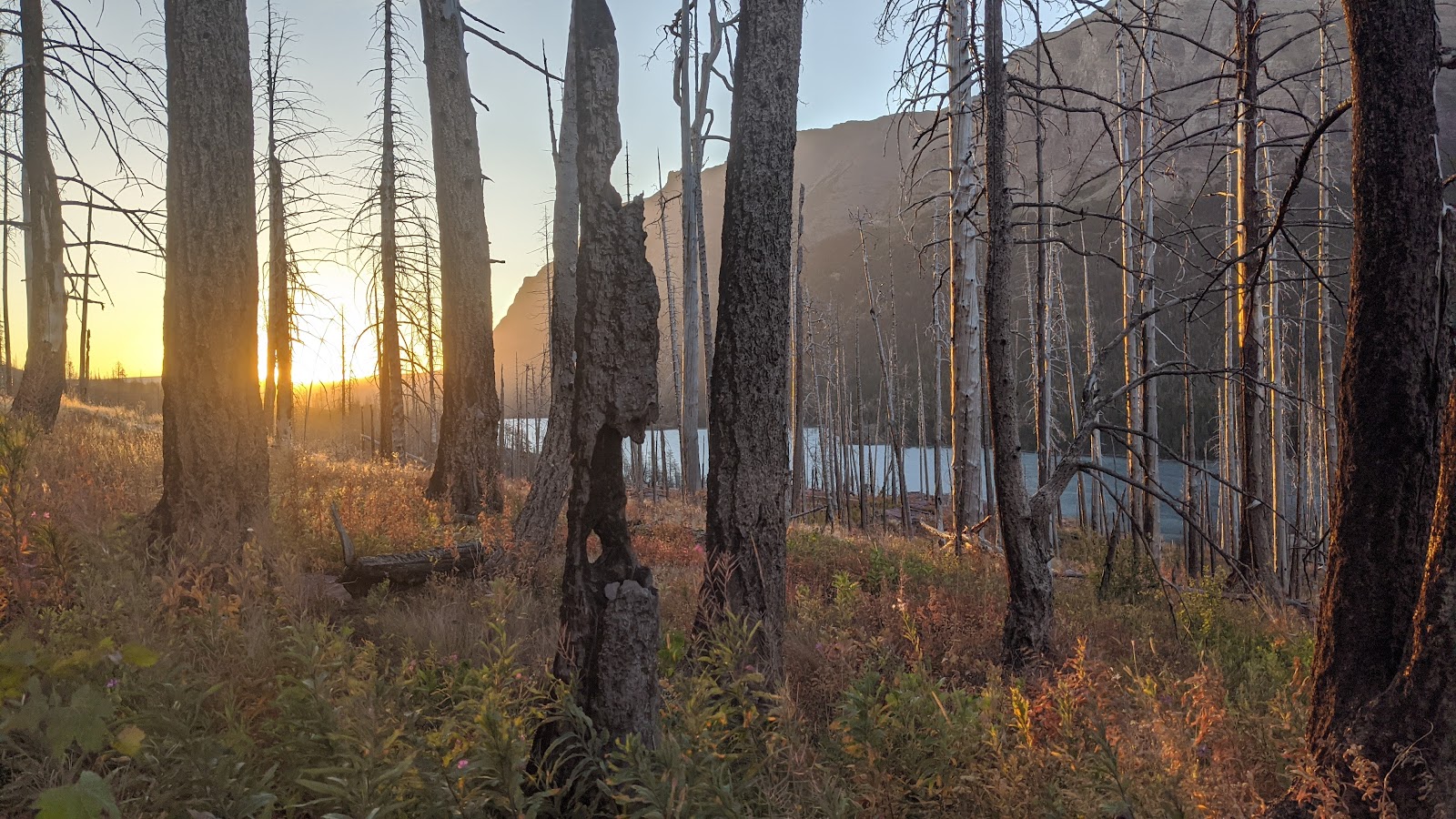 Sunlit grove of charred trees in Glacier National Park with golden grasses and a distant mountain beyond a pale lake.