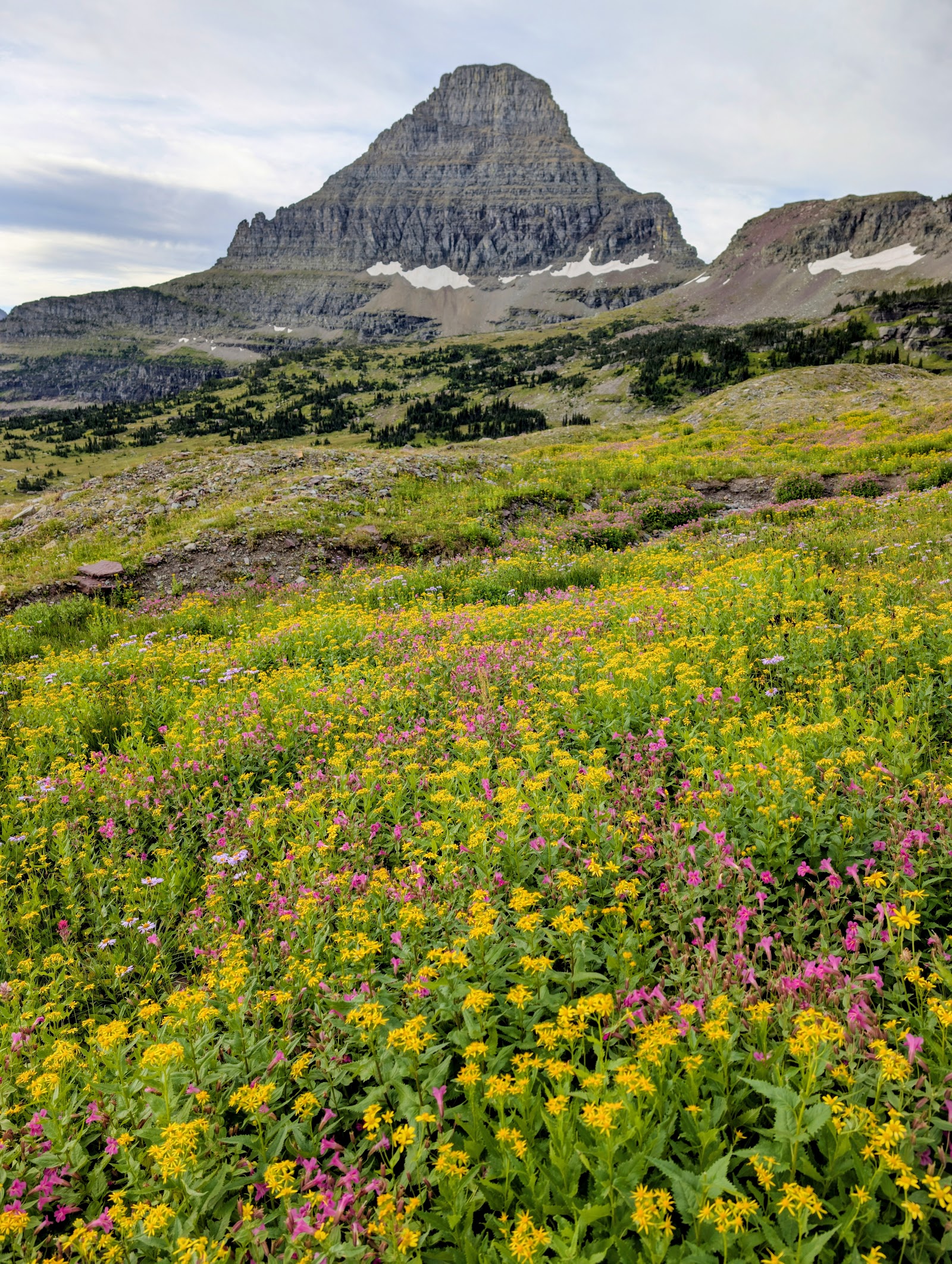 Vibrant wildflower meadow with yellow and pink blooms leading to Glacier National Park mountains