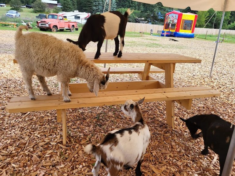 Goats of Glacier wildlife viewing area: goats on a wooden picnic table at Glacier National Park.