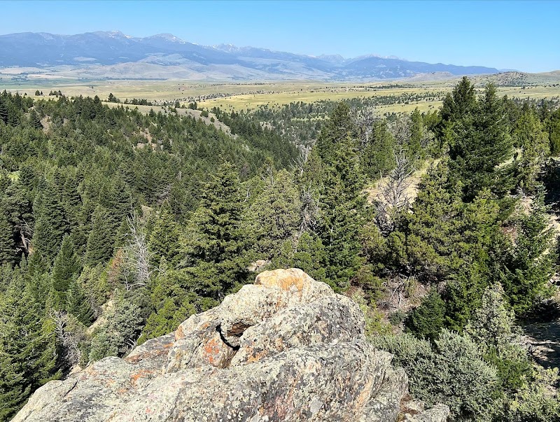 Rocky overlook above a dense evergreen forest with distant mountains and clear blue sky in Yellowstone National Park.