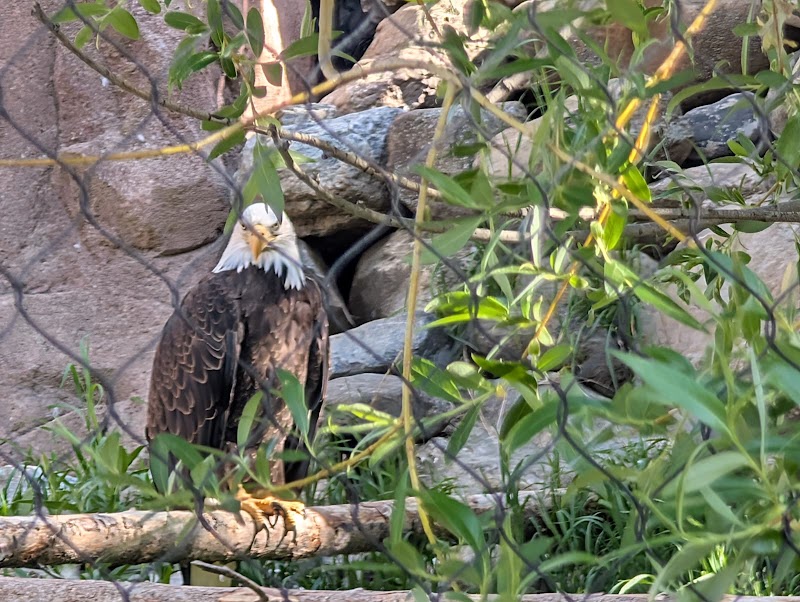 A bald eagle perched on a weathered log among green branches with a rocky background in Yellowstone National Park.
