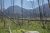 Baring Falls landscape at Glacier National Park with a charred forest foreground and towering mountain peaks in the distance.