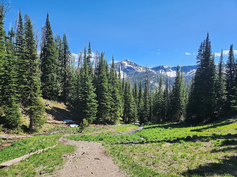 Yellowstone National Park: a dirt trail winds through a pine forest with green meadow and distant snow-capped mountains under a clear blue sky.