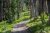 Avalanche Peak Trailhead winds through a pine forest along a rocky Yellowstone National Park trail.