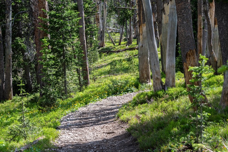 Sunlit gravel trail winds through a pine forest with green undergrowth in Yellowstone National Park.