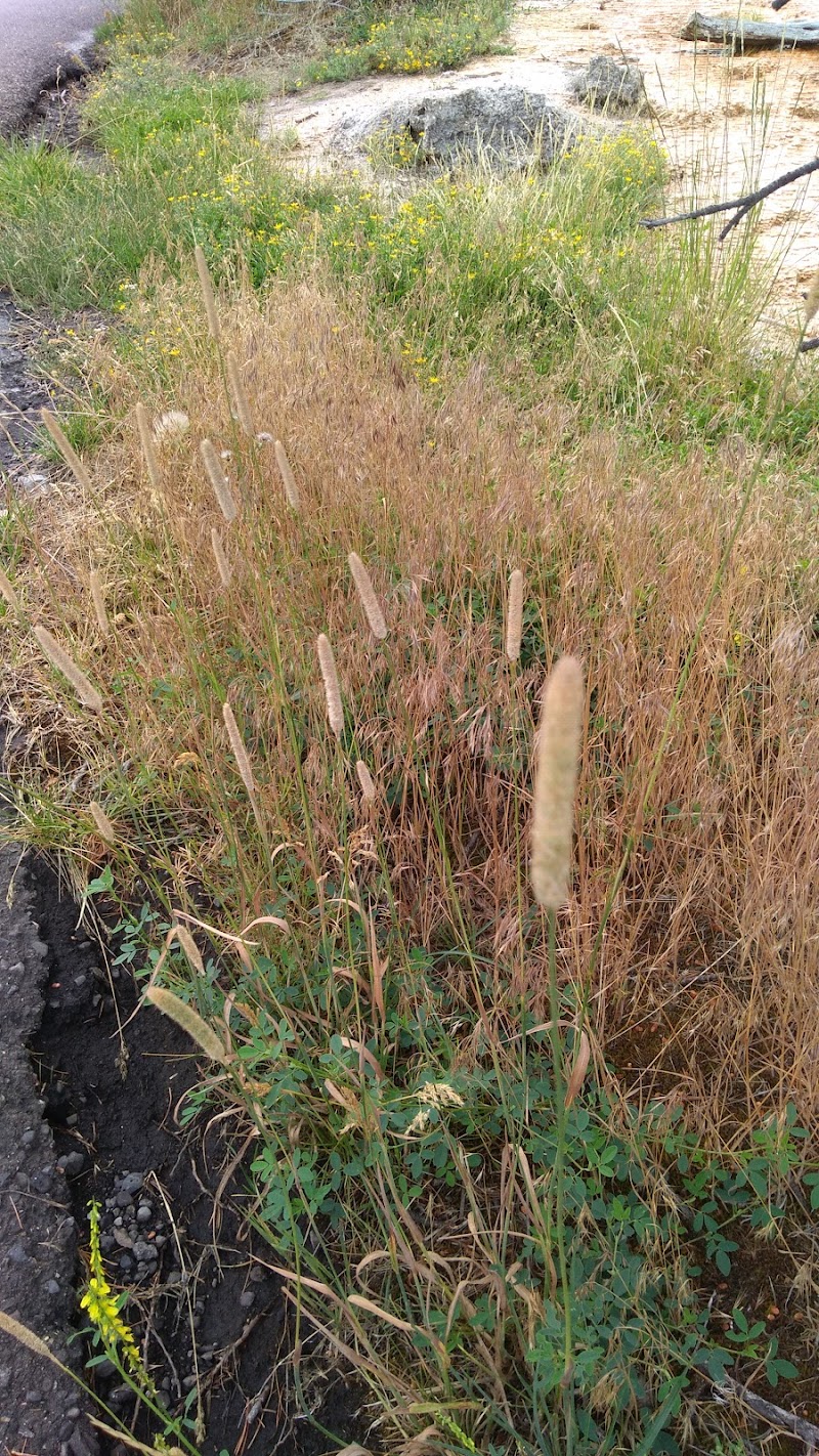 Brown foxtail grasses with yellow wildflowers along a rocky edge at Fort Yellowstone Overlook, Yellowstone National Park.