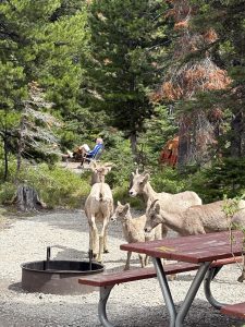 Two Medicine Campground