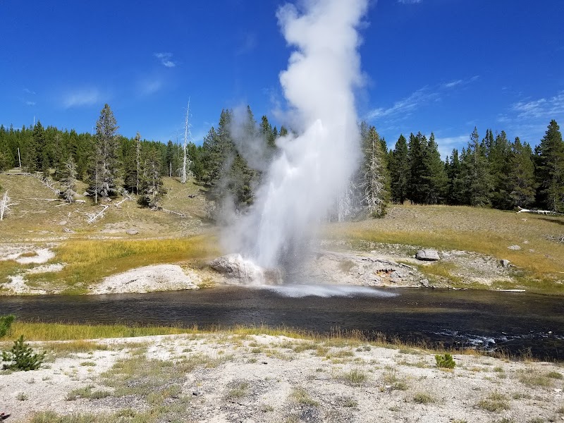 Geyser erupts from Morning Glory Pool in Yellowstone National Park, with a grassy plain, dark water, and pine forest under a bright blue sky.
