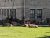 Elk herd lounging on the grassy yard in front of Fort Yellowstone Visitor Center, Yellowstone National Park.