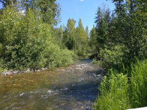 Shallow Logging Creek winds through a green forest with tall trees and grasses in Glacier National Park.