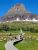 Hidden Lake boardwalk in Glacier National Park winds through alpine meadow toward rugged mountain peaks.
