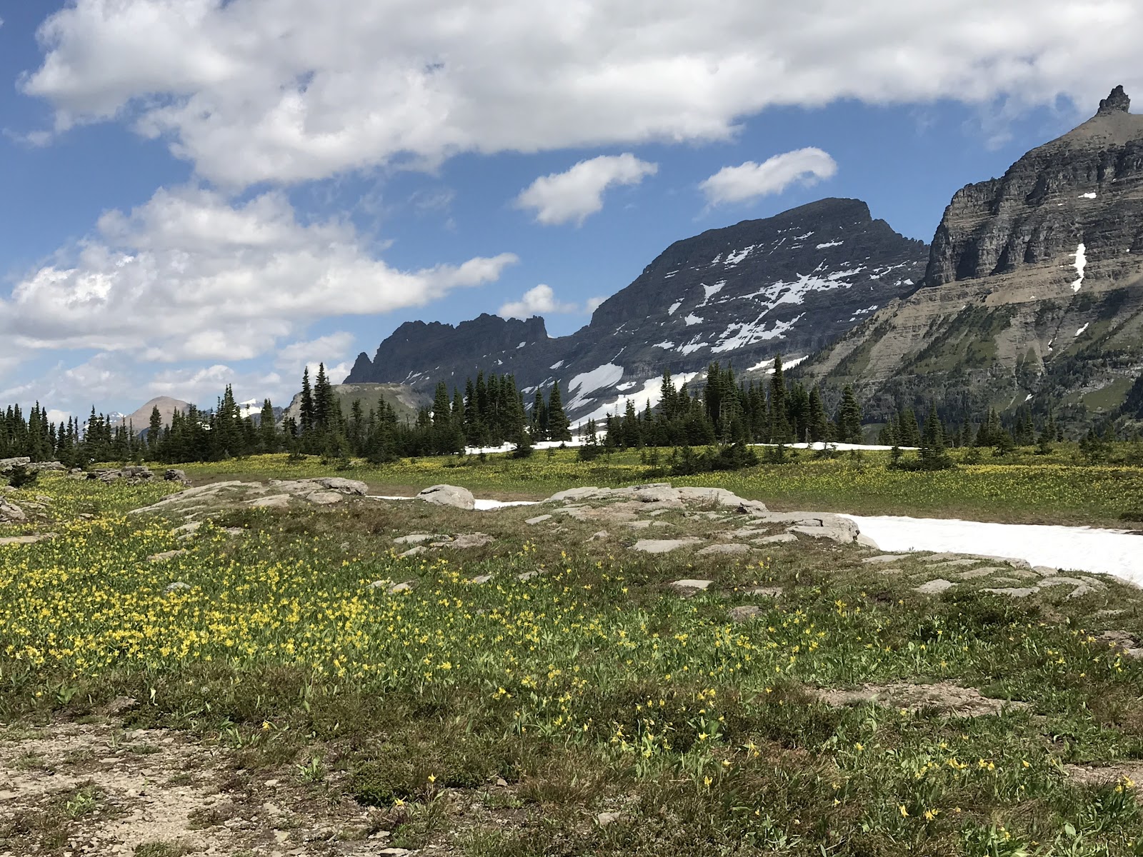 Hidden Lake meadow vista in Glacier National Park, with yellow wildflowers, evergreen trees, and snow-dusted peaks.