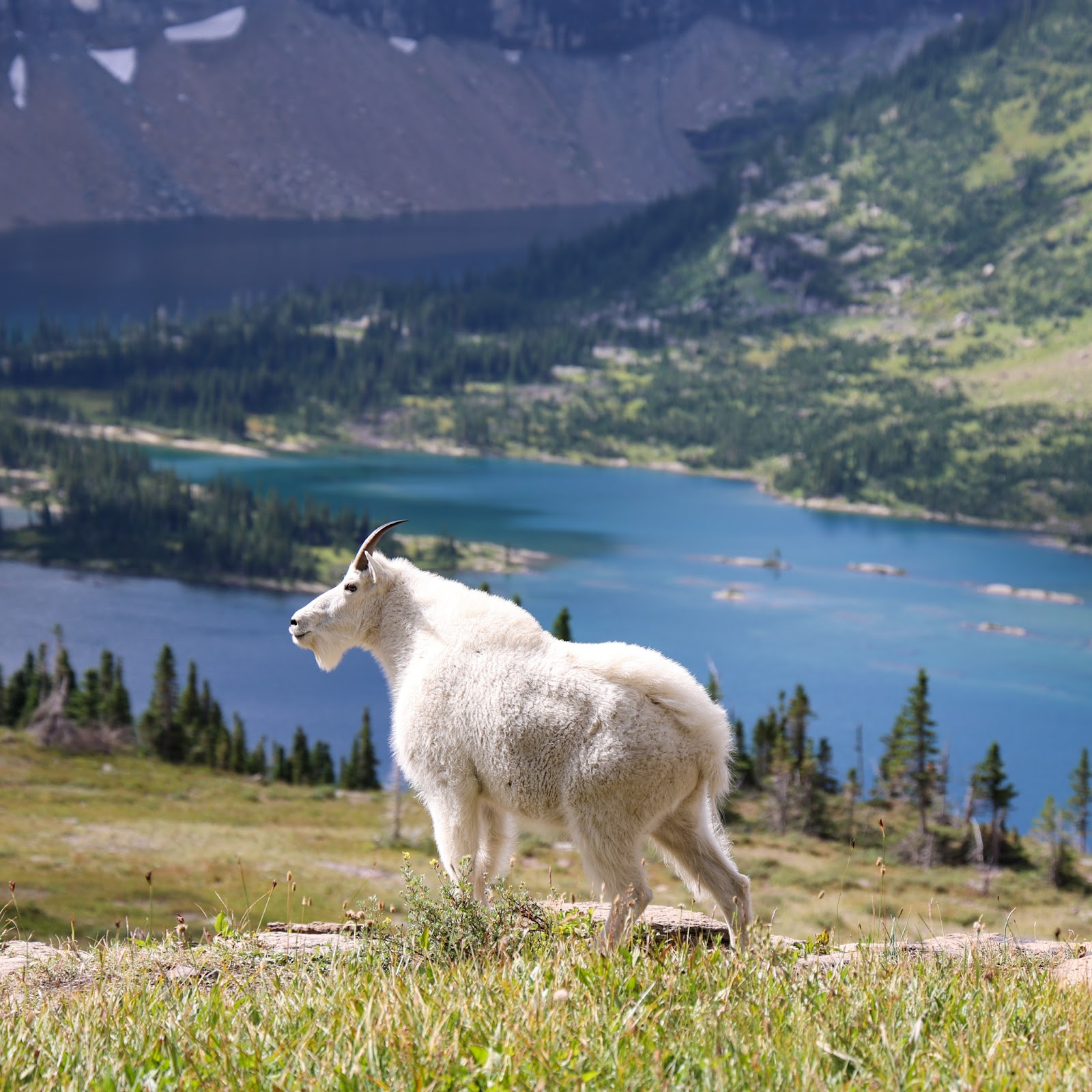 White alpine goat stands on meadow beside Hidden Lake in Glacier National Park, with a turquoise lake and distant mountains.