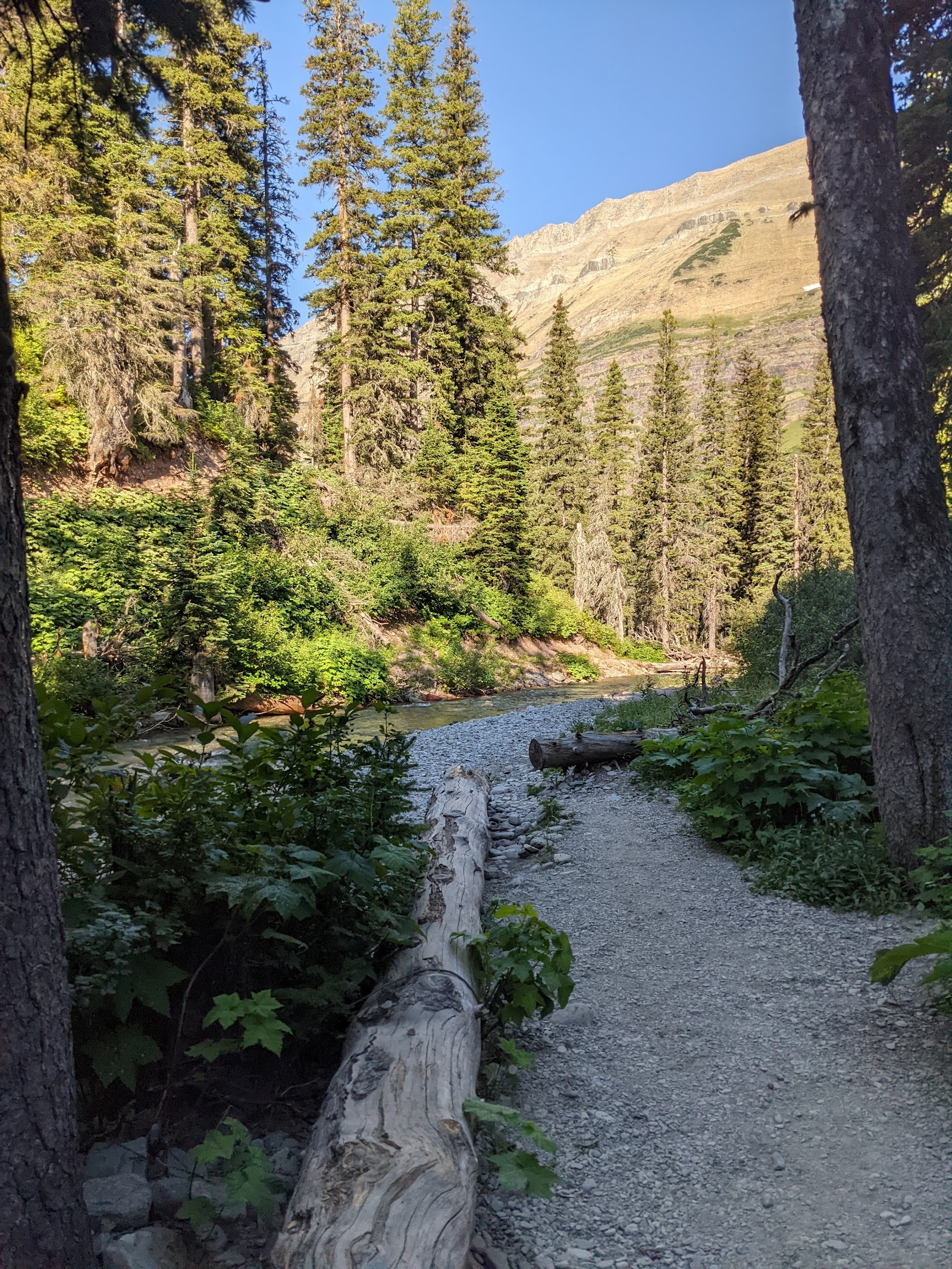 Gravel trail beside a rocky stream, with a fallen log and tall evergreens, overlooking distant mountain slopes in Glacier National Park.