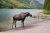 A moose stands along the pebbled shore of Lake Josephine in Glacier National Park, with calm water and forested mountains in the background.