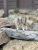 A curious gray squirrel stands on layered rocks near Numa Peak, Glacier National Park.