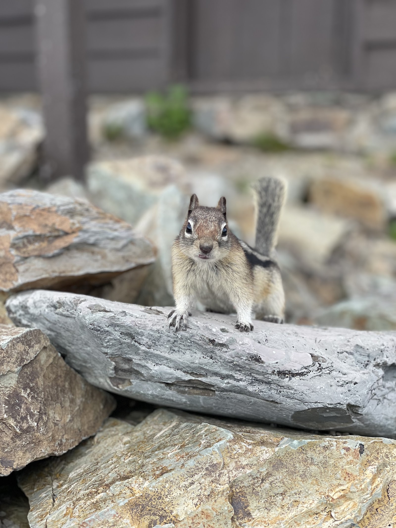 A curious gray squirrel stands on layered rocks near Numa Peak, Glacier National Park.