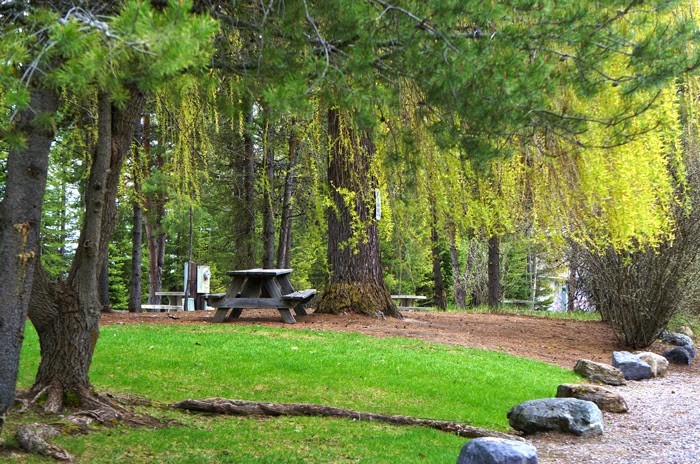 Glacier National Park campground picnic area with a wooden table among tall pines and drooping branches creating a shaded, inviting spot.