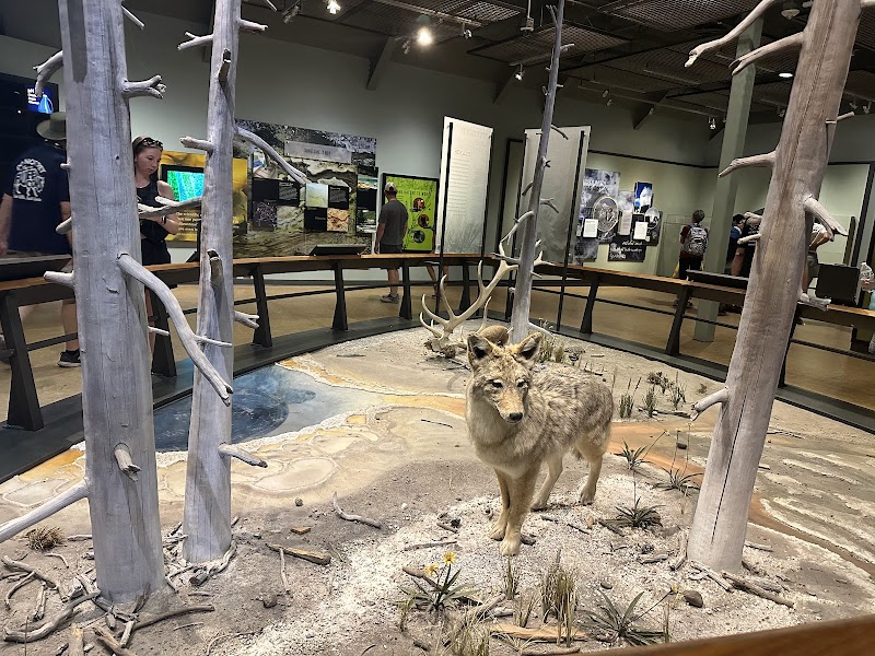 Inside Yellowstone National Park's visitor center, a taxidermy wolf stands in a woodland diorama as visitors view exhibits.