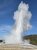 Old Faithful geyser erupts high into a wide column of steam, over a travertine basin with pine forest in Yellowstone National Park.