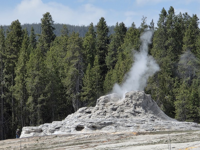 Steam rises from a white irregular geyser mound amid a dense pine forest in Yellowstone National Park, with a lone observer nearby.