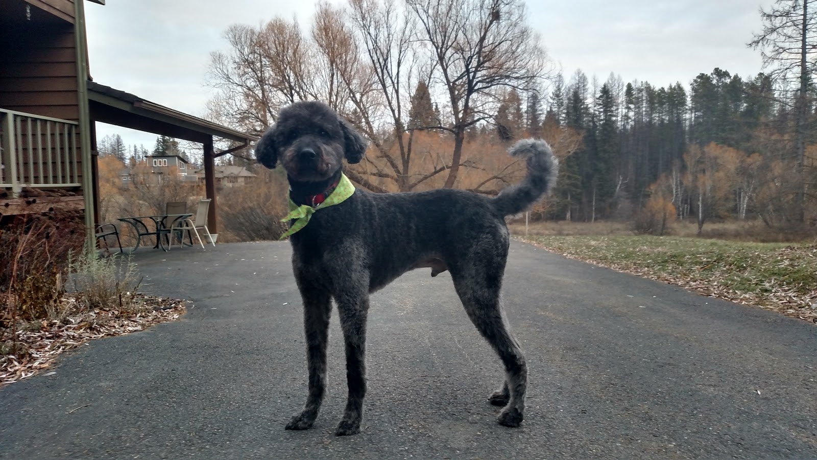 Dog with curly black fur on a paved driveway at a lodge in Glacier National Park, surrounded by leafless trees.