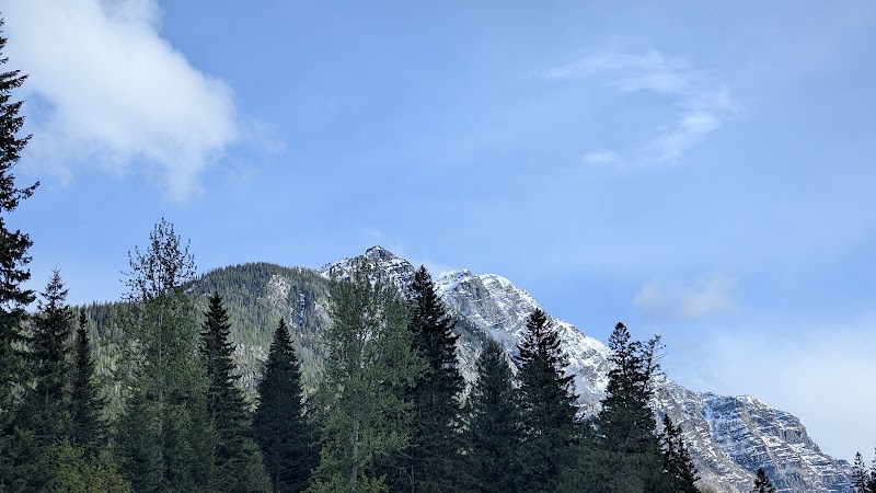 Avalanche Creek Picnic Area in Glacier National Park, with snow-capped peaks rising beyond a pine forest.