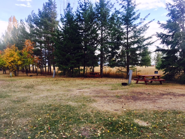 Grassy campground with scattered fallen leaves, several picnic tables, and tall pines in Glacier National Park.