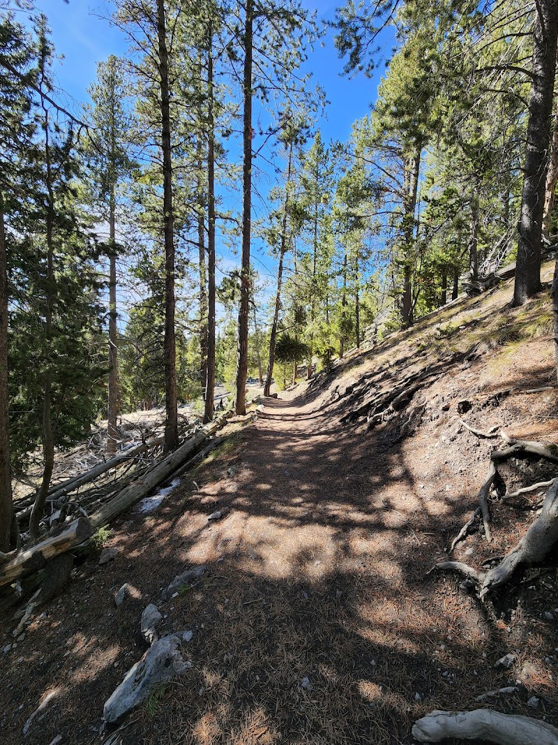 Sunlit dirt trail winds through tall pines along a rocky, root-filled path with fallen logs in Yellowstone National Park.